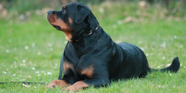 Bonnie von der Fuchsfarm auf dem Hundeplatz