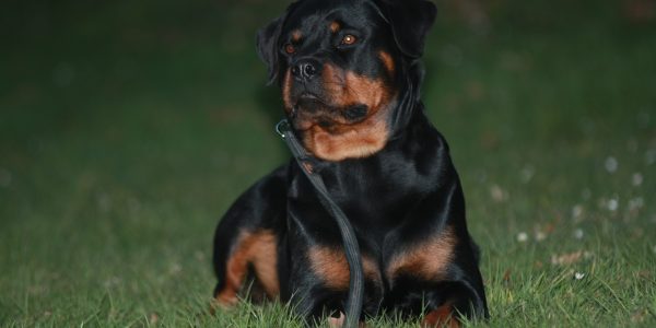 Bonnie von der Fuchsfarm auf einer Wiese
