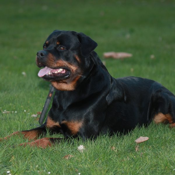 Akino (Clyde) von der Fuchsfarm