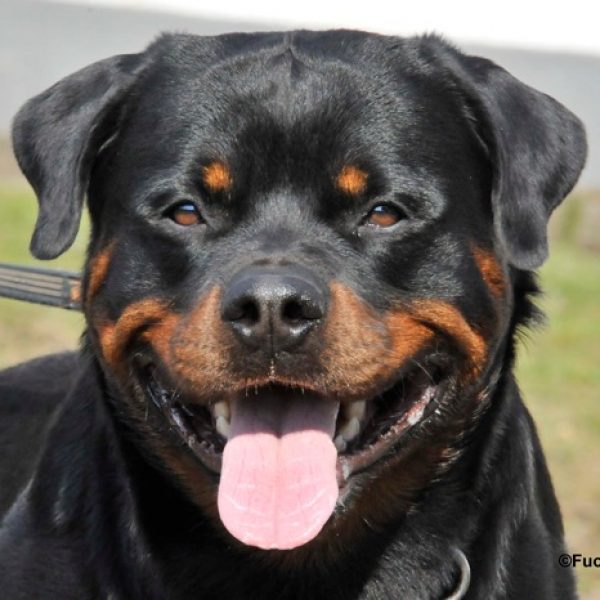 Akino (Clyde) von der Fuchsfarm