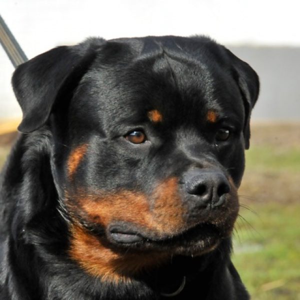 Akino (Clyde) von der Fuchsfarm auf dem Hundeplatz