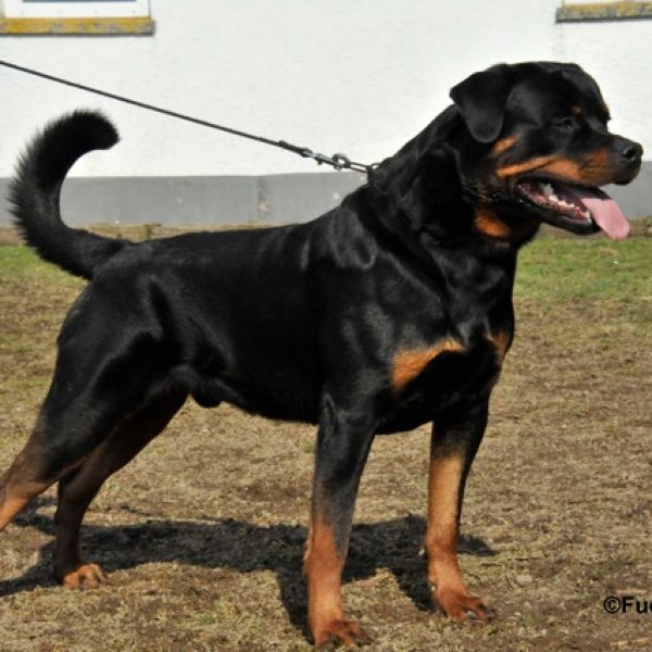 Akino (Clyde) von der Fuchsfarm